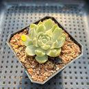 Echeveria 'Queens Maria' Variegated 1" Succulent Plant