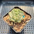 Echeveria 'Queens Maria' Variegated 1" Succulent Plant