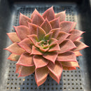 Echeveria 'Guerlain' 3"-4” New Hybrid Succulent Plant