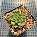 Echeveria Longissima Carunculated (Compact Form) 1” Succulent Plant