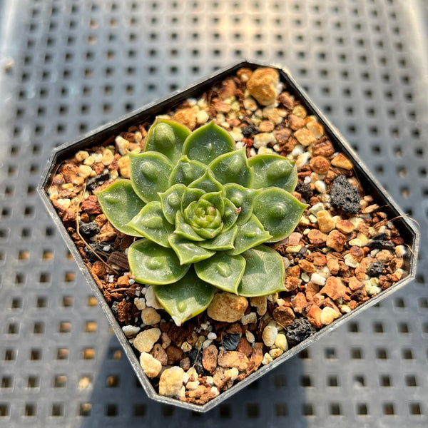 Echeveria Longissima Carunculated (Compact Form) 1” Succulent Plant