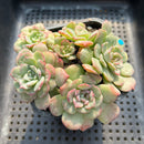 Echeveria 'Lovely' 3" Cluster Succulent Plant