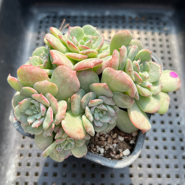 Echeveria 'Lovely' 3" Cluster Succulent Plant