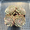 Echeveria 'Minima' 2" Succulent Plant