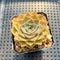 Echeveria 'Simulans' 2” Succulent Plant