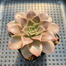 Echeveria 'Evelyn' 2” Succulent Plant