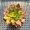 Echeveria 'Black Prince' Variegated 2" Succulent Plant