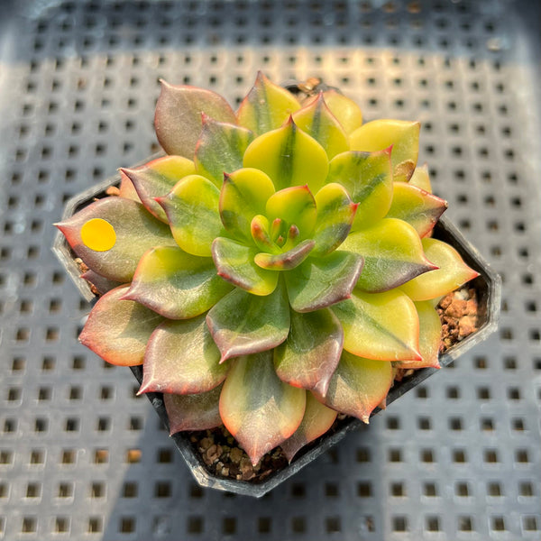 Echeveria 'Black Prince' Variegated 2" Succulent Plant