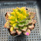 Echeveria 'Black Prince' Variegated 2" Succulent Plant