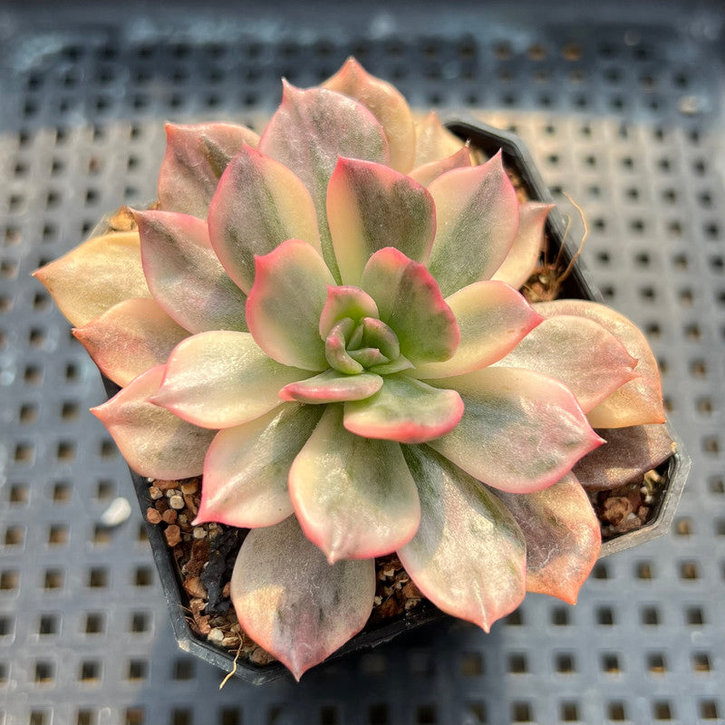 Echeveria 'Pink Prince' (Variegated Black Prince Variant) 2" Succulent Plant