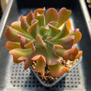 Echeveria 'Black Hawk' 3" Succulent Plant