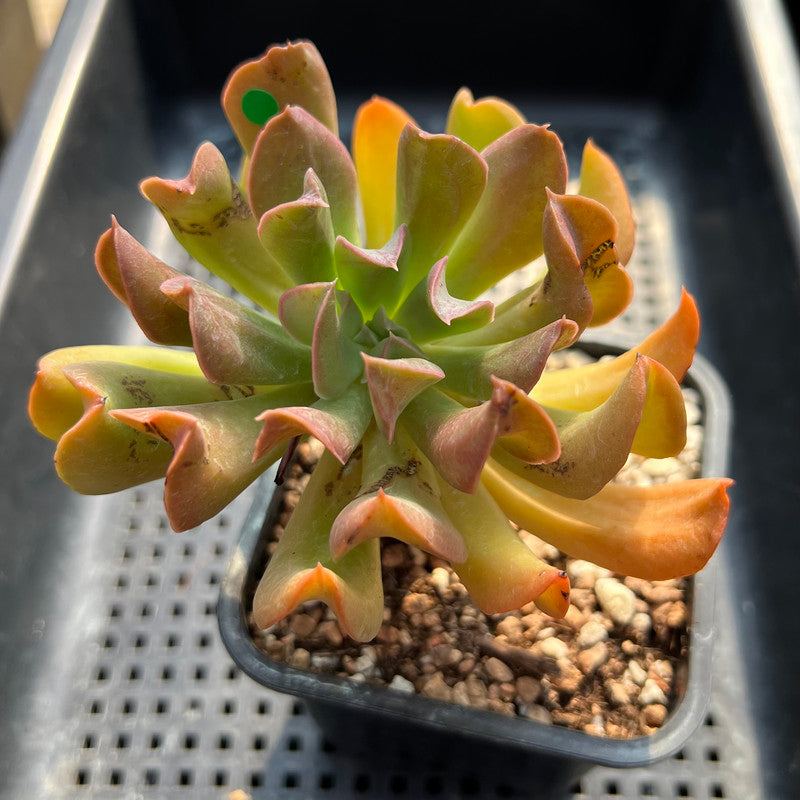 Echeveria 'Black Hawk' 3" Succulent Plant