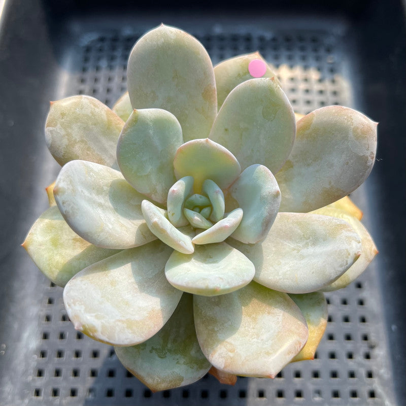 Echeveria 'Cream Tea' 3"-4" Succulent Plant