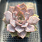 Echeveria 'Apricot Story' 3"-4" Succulent Plant