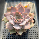 Echeveria 'Apricot Story' 3"-4" Succulent Plant