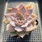 Echeveria 'Apricot Story' 3"-4" Succulent Plant