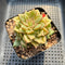 Echeveria 'Tesla' 3" Succulent Plant