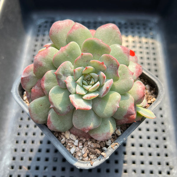 Echeveria 'Lovely' 3" Succulent Plant