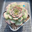 Echeveria 'Lovely' 3" Succulent Plant