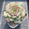 Echeveria 'Lovely' 3" Succulent Plant