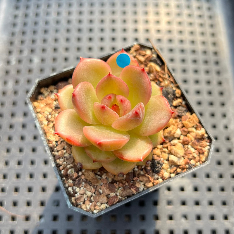 Echeveria 'Champaign' Hybrid 1"-2" Succulent Plant