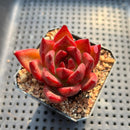 Echeveria Agavoides 'Red Plum' 2"-3 Succulent Plant