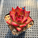 Echeveria Agavoides 'Red Plum' 2"-3 Succulent Plant