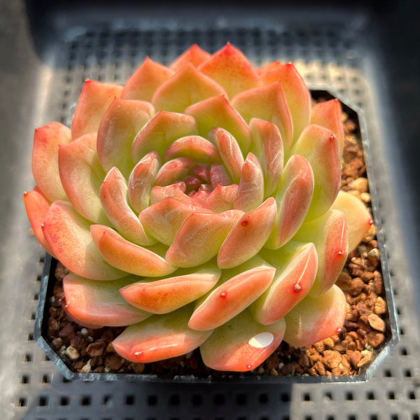 Echeveria 'Happiness' 3"-4" Succulent Plant