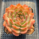 Echeveria 'Happiness' 3"-4" Succulent Plant