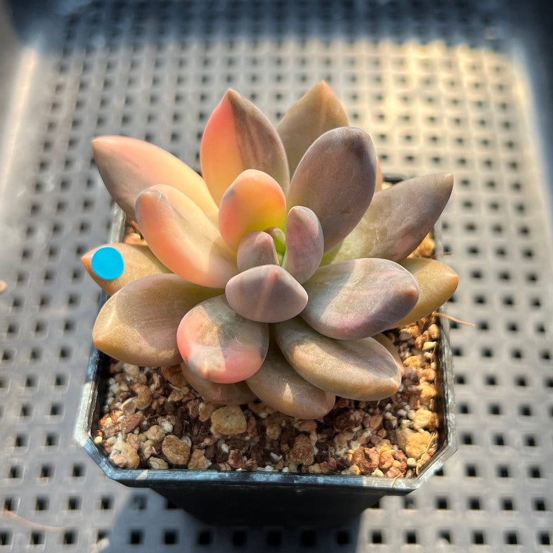 Pachyveria 'Blue Mist' Variegated 2"-3" Succulent Plant