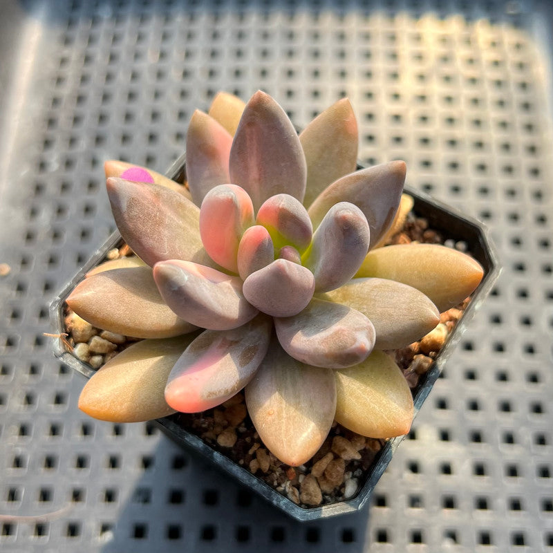 Pachyveria 'Blue Mist' Variegated 2"-3" Succulent Plant