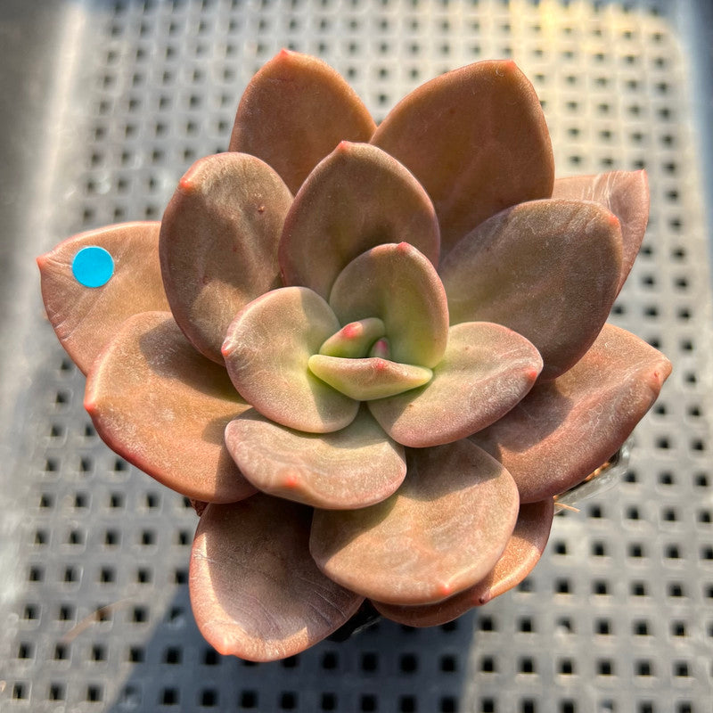 Echeveria Xichuensis Hybrid 3" Succulent Plant