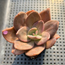 Echeveria Xichuensis Hybrid 3" Succulent Plant