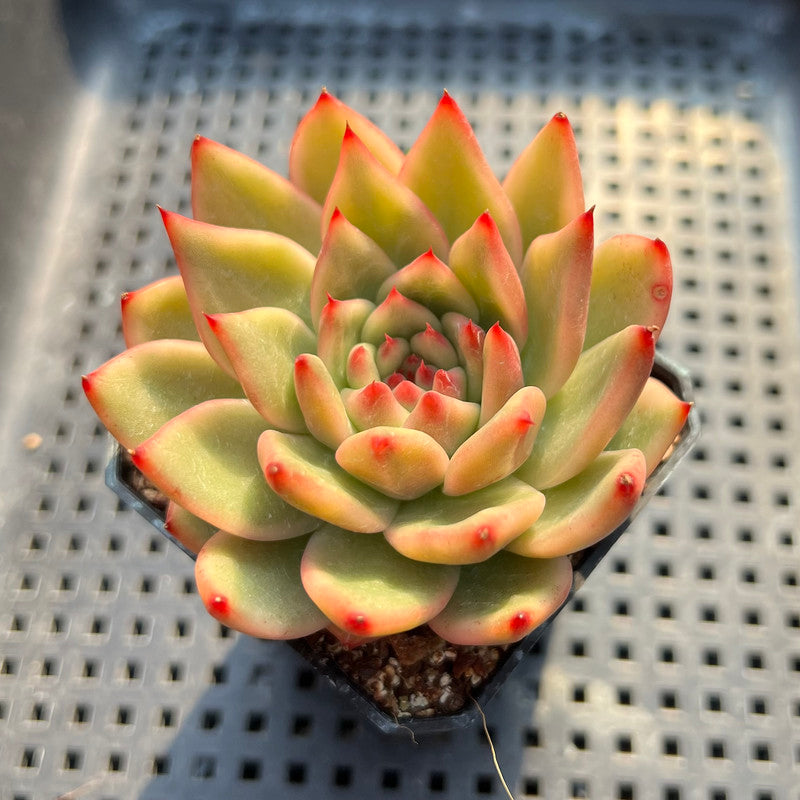 Echeveria Agavoides 'Morgain' Variegated 3" Succulent Plant