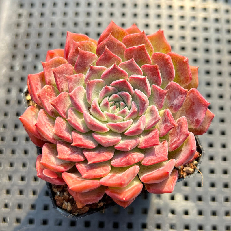 Echeveria sp. 2"-3" Succulent Plant