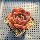 Echeveria 'Pink Champaign' 2" Succulent Plant