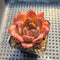 Echeveria 'Pink Champaign' 2" Succulent Plant