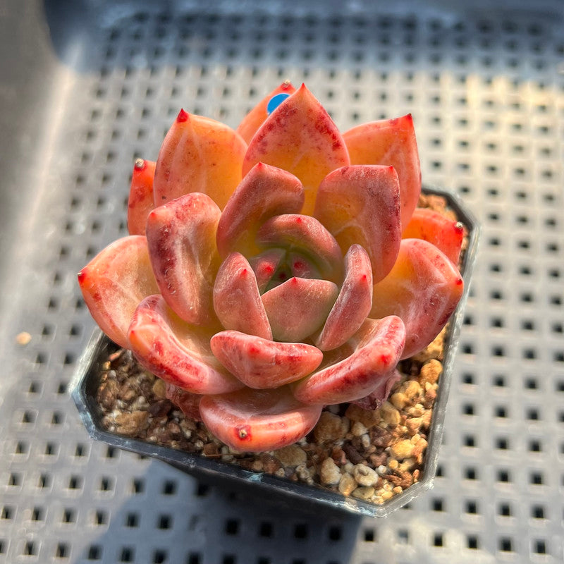 Echeveria 'Pink Champaign' 2" Succulent Plant