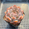 Echeveria 'Orange Monroe' 2" Succulent Plant