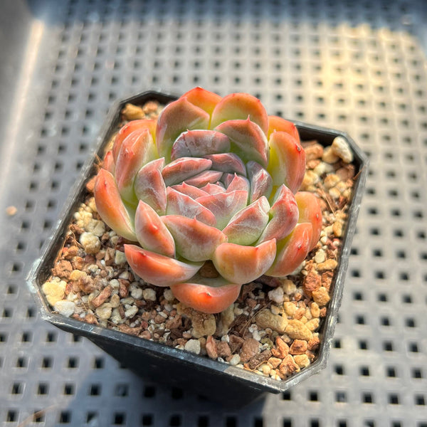 Echeveria 'Primera' 1"-2" Succulent Plant