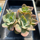 Echeveria 'Flamengo' 4"-5" Succulent Plant