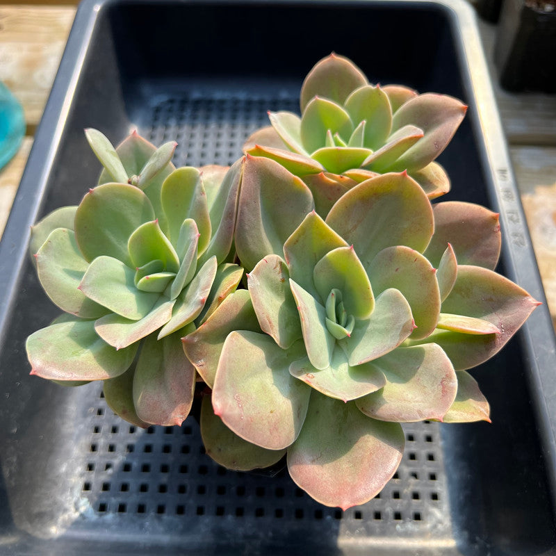 Echeveria 'Flamengo' 4"-5" Succulent Plant