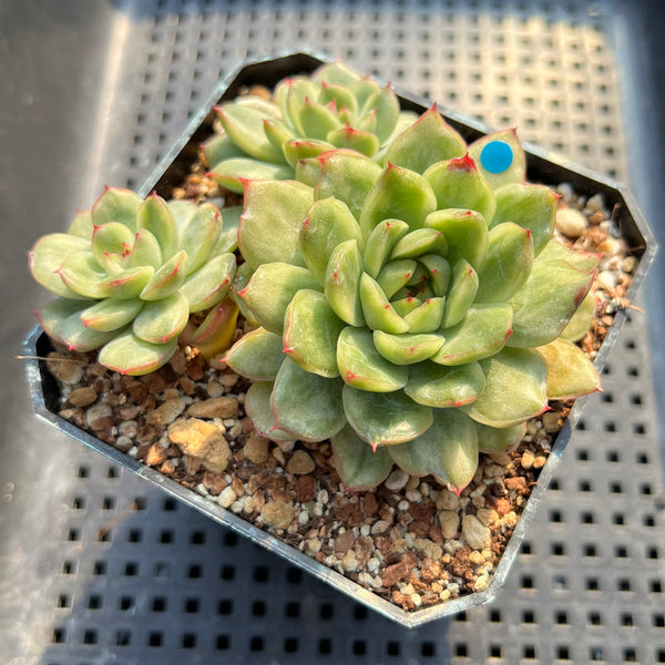 Echeveria Agavoides 'Ice Age' Variegated 4" Large Cluster Succulent Plant