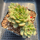 Echeveria Agavoides 'Ice Age' Variegated 4" Large Cluster Succulent Plant