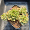 Echeveria Agavoides 'Ice Age' Variegated 4" Large Cluster Succulent Plant