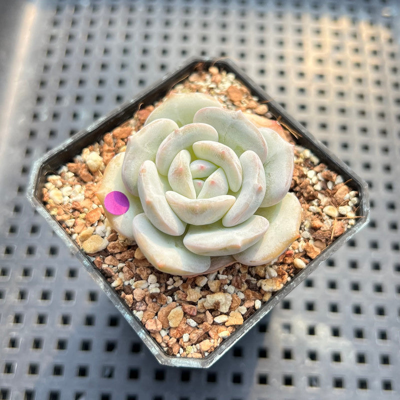 Echeveria 'Snow Garden' 2" Succulent Plant