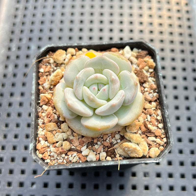 Echeveria 'Snow Garden' 2" Succulent Plant