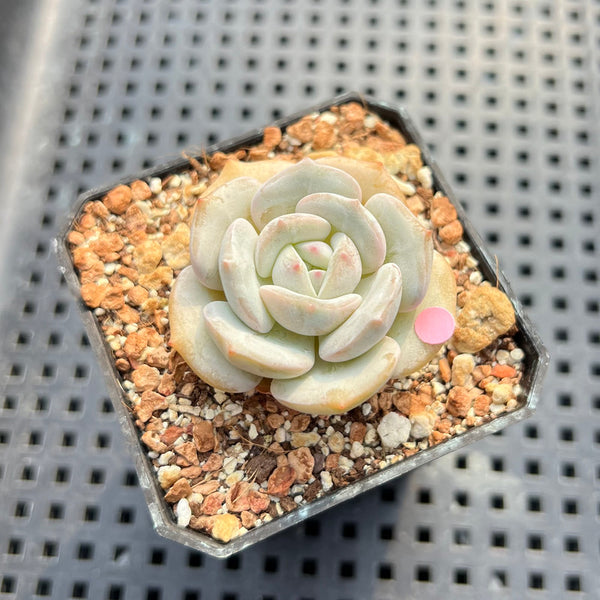 Echeveria 'Snow Garden' 2" Succulent Plant