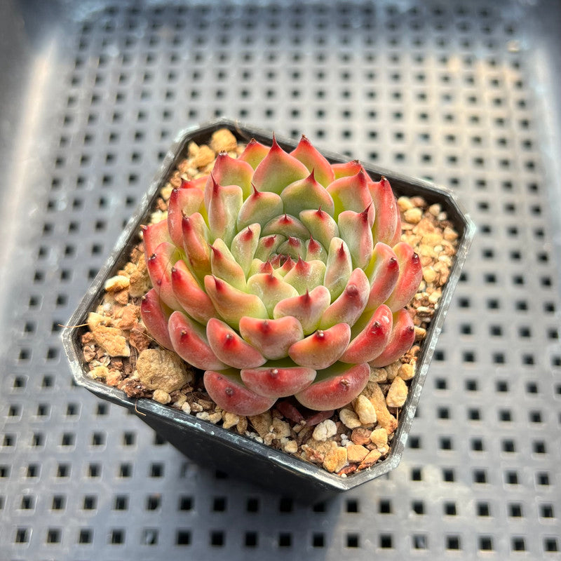 Echeveria 'Jackal' 1"-2" Succulent Plant