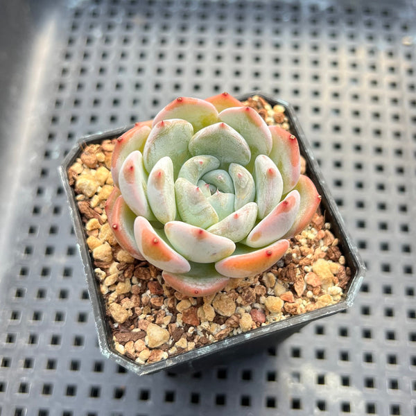 Echeveria 'Purity' 1"-2" Succulent Plant